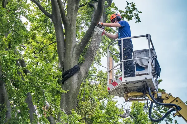 Baumfällung mit Hubsteiger - Schwarzer Holzlogistik Bild eines Mitarbeiters der mit einem Hubsteiger vor der eigenltichen Fällung mit einer Motorsäge Äste entfernt