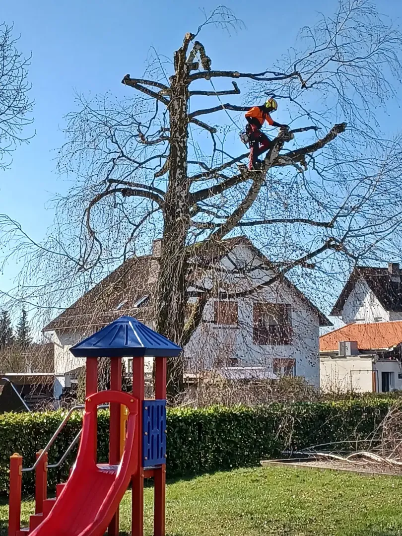 Bild eines Spezialisten für Baumfällung und Seilklettertechnik
