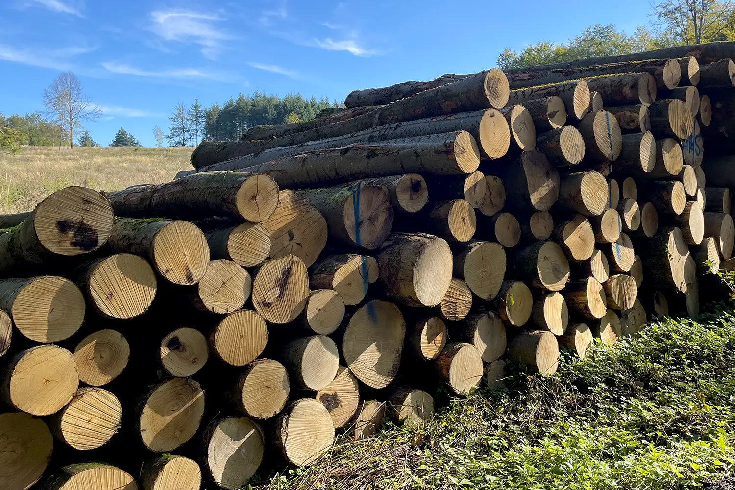 Das Bild zeigt Stammholz der Sorte Buche. Geeignet als Automatenholz in Premium-Plus-Qualität von Stammholz / Brennholz Aschaffenburg