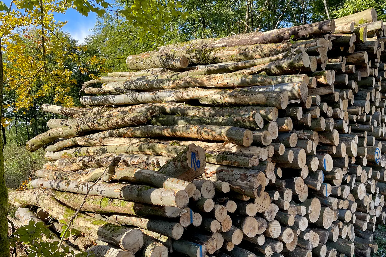 Das Bild zeigt Stammholz der Sorte Buche in Industrie-Qualität von Stammholz / Brennholz Aschaffenburg